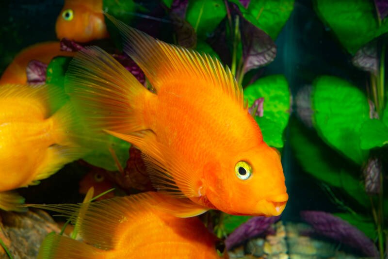Orange parrot cichlids swimming in a planted freshwater aquarium