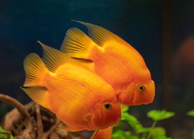 Two parrot cichlids swimming together in aquarium