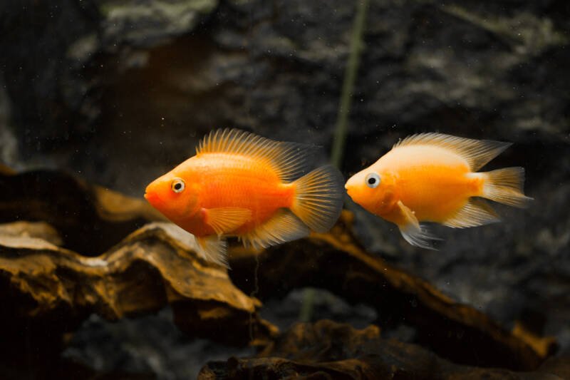 A pair of parrot cichlids swimming against a driftwood in a freshwater aquarium