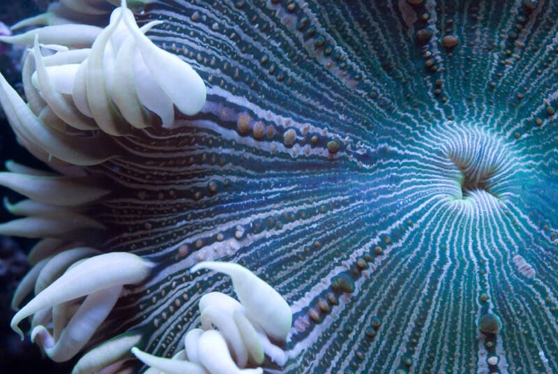 Close-up of a mouth and tentacles of Phymanthus crucifer commonly known as rock flower anemone