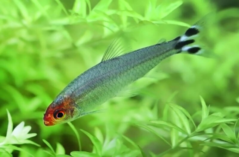 Rummy nose tetra in planted tank