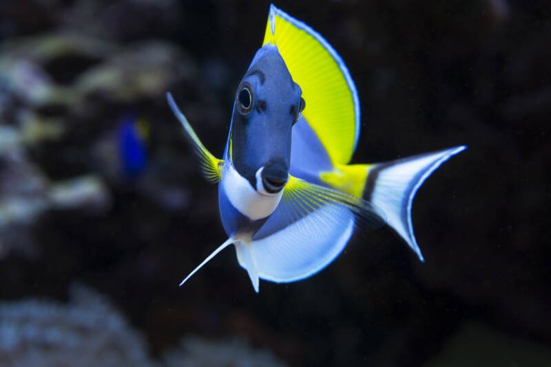 Powder blue surgeon fish swimming actively in a reef tank 