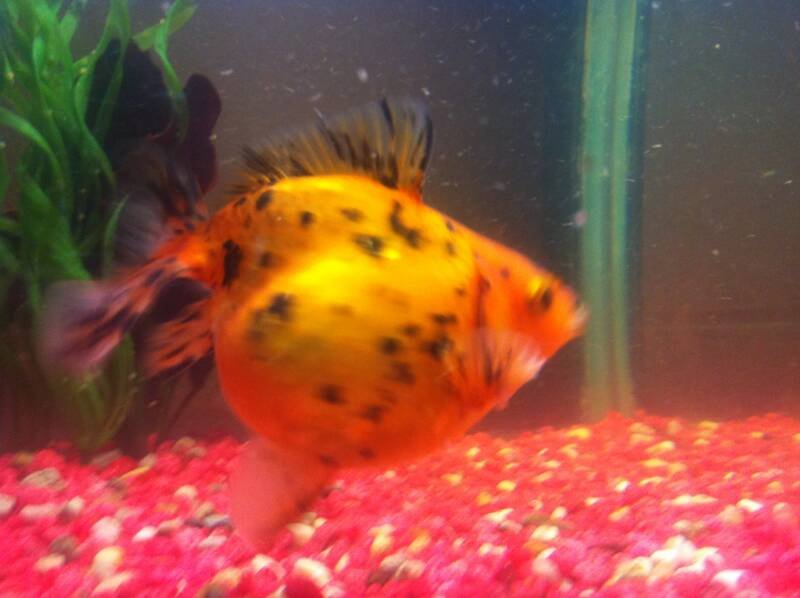 Female goldfish with a huge belly swimming in a tank with a pink substrate