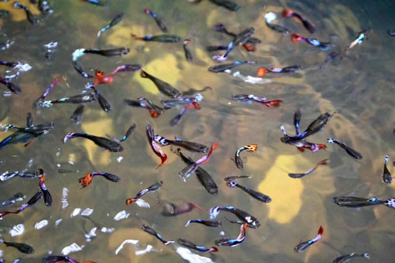 The guppy, also known as millionfish and rainbow fish, swimming in a huge pond and enjoying the water and the sun, family Poeciliidae, Poecilia reticulata