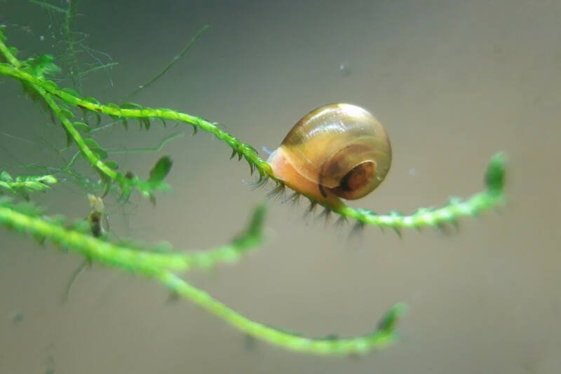 Ramshorn snail crawling on a leaf in aquarium
