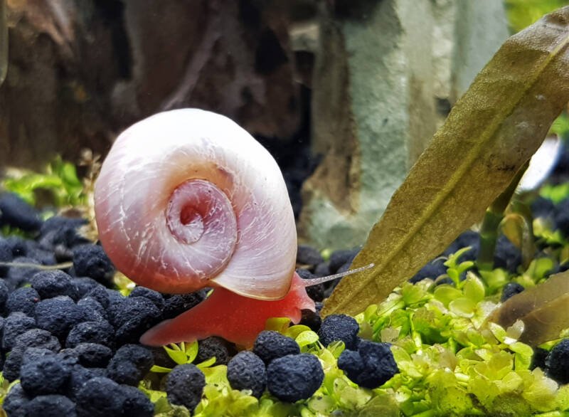 Ramshorn snail on a black substrate in a planted aquarium