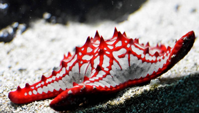 Protoreaster linckii commonly known as red-knobbed sea star on a white sand in a saltwater aquarium