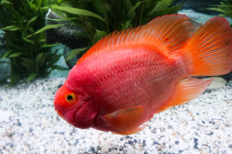 Red parrot cichlid swimming close to a white substrate in a planted aquarium 