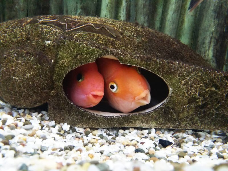 Two red parrot cichlids hiding in a little grotto in a freshwater aquarium