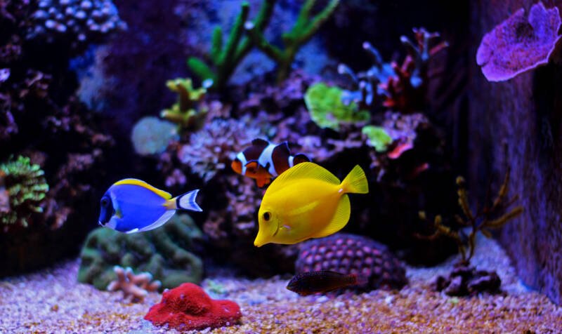 Tangs swimming in a reef tank with clownfish
