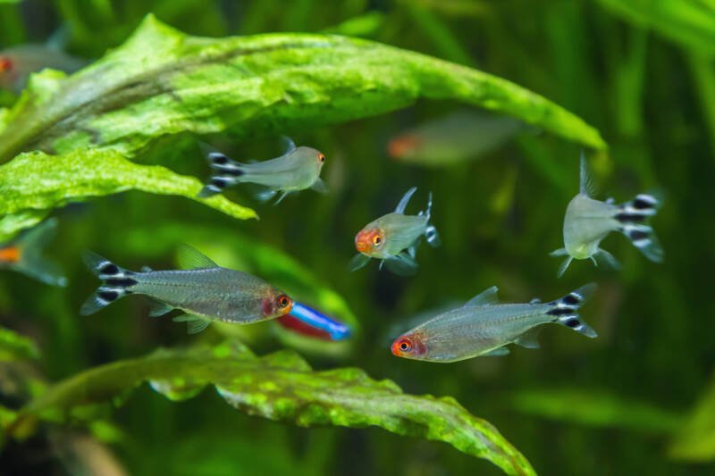 A shoal of Hemigrammus rhodostomus also known as rummy nose tetras swimming in a planted aquarium