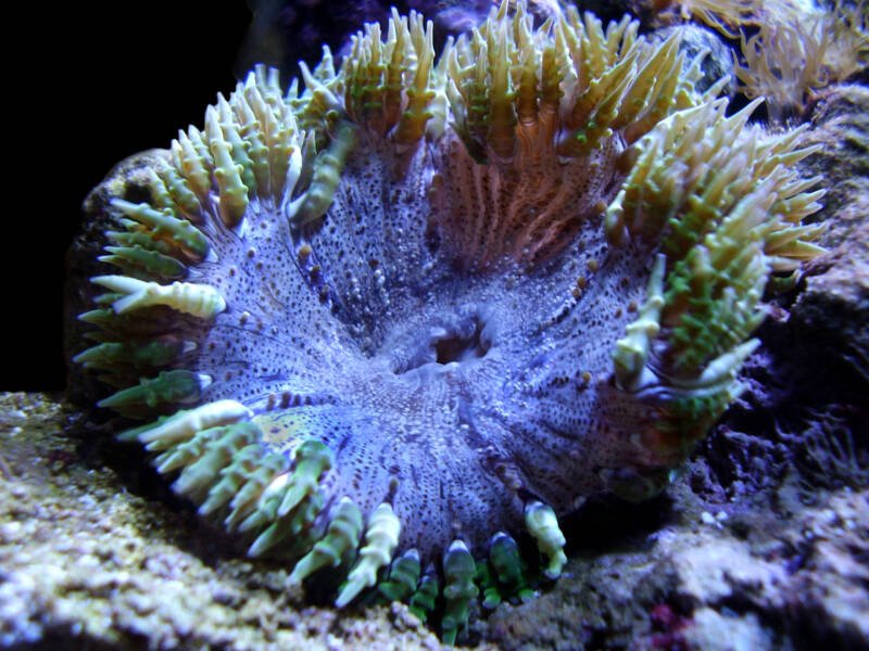 Rock flower anemone macro shot