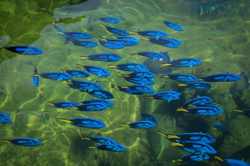 A shoal of blue tangs or palette surgeonfish cruising together in the sea