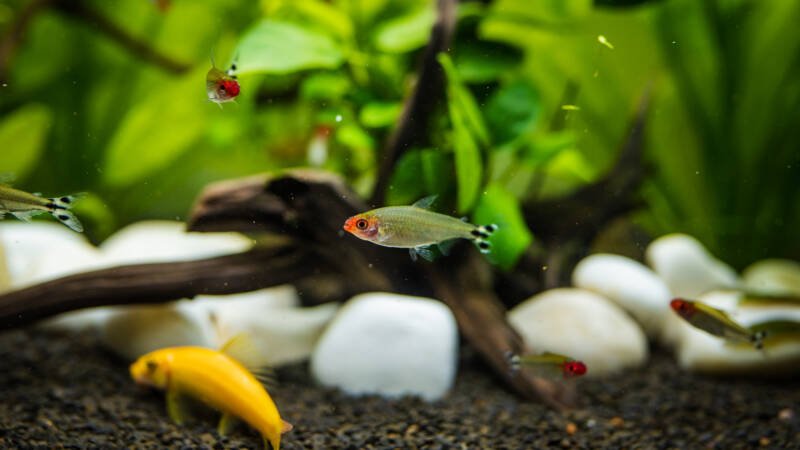 rummy nose tetras swimming in a community planted tank with other fish