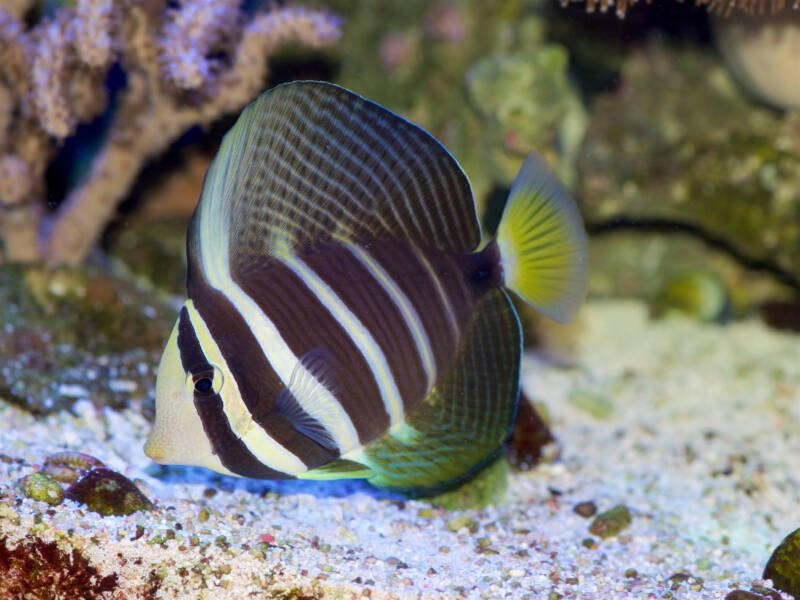 Zebrasoma veliferum better known as sailfin tang searching for algae on a sandy bottom in the sea