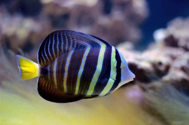 Zebrasoma desjardinii better known as Desjardin's sailfin tang swimming in a reef tank
