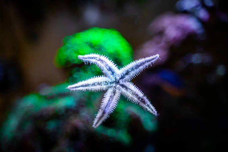 Astropecten polyacanthus commonly known as sand sifting starfish moving through the glass of a reef aquarium