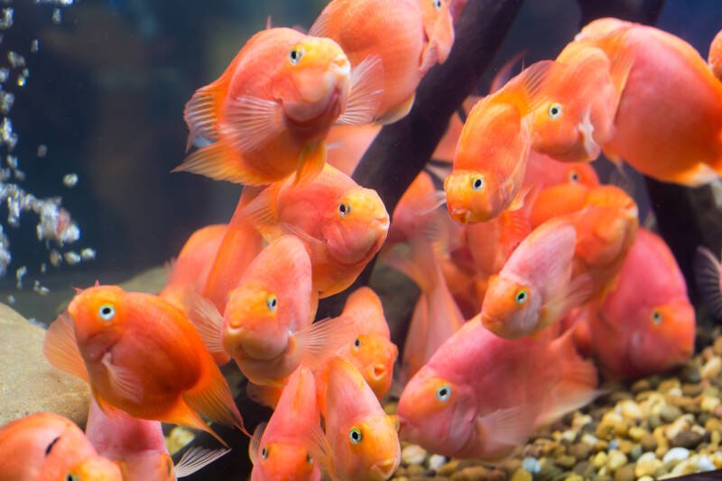 School of parrot cichlids swimming all together in aquarium