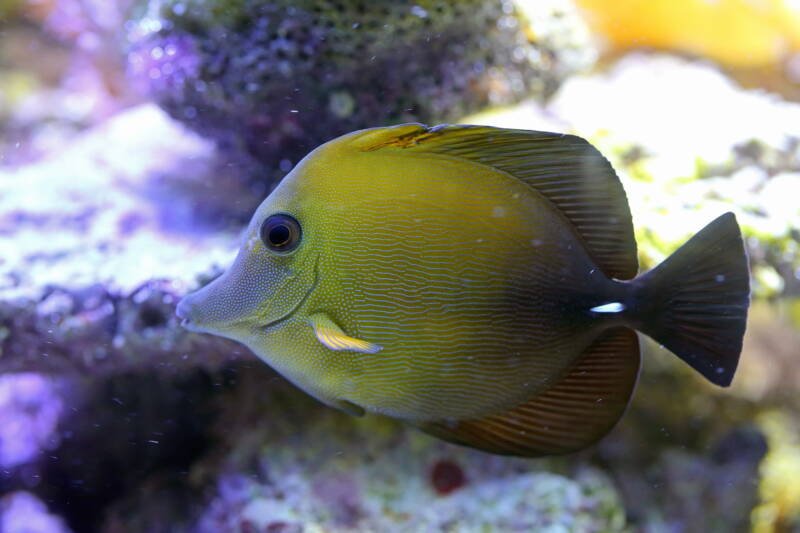 Zebrasoma scopas also known as scopas tang swimming in a reef tank