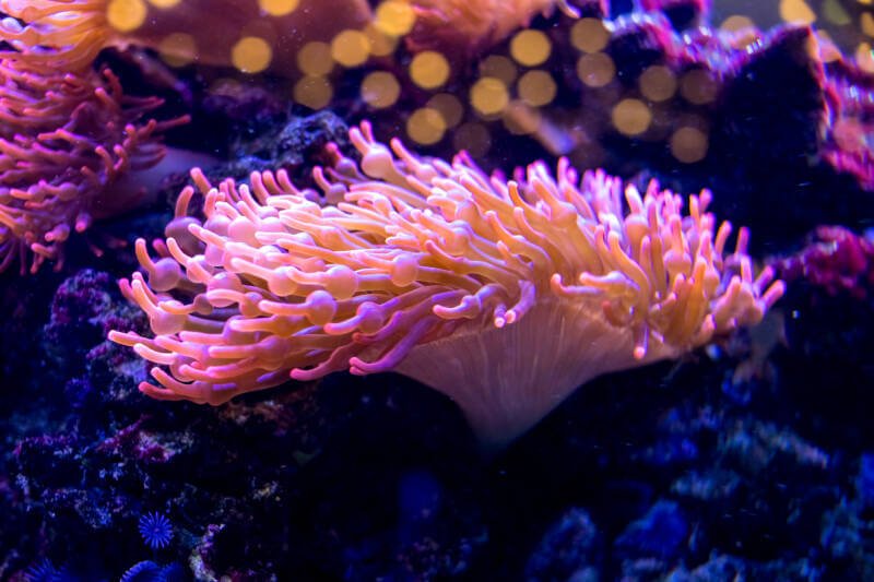 Sea anemones growing on rock surfaces in a home aquarium setting. The vibrant yellow tentacles sway gently in the water current