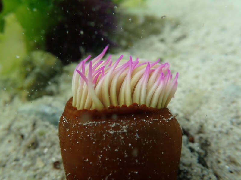 Sea anemone on a white sand in a marine aquarium