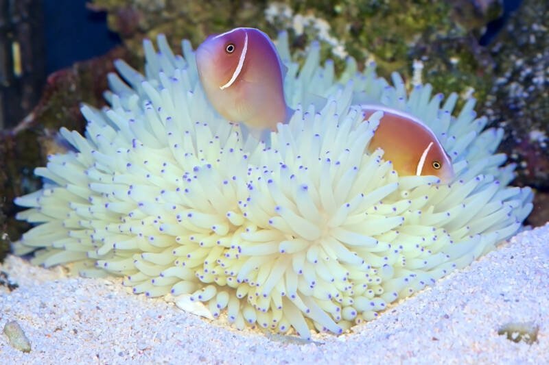 Two clown fish swimming joyfully inside sebae anemone