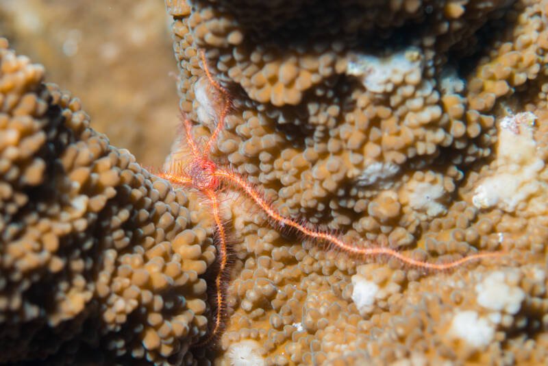 Serpent Starfish (Ophioderma spp.) moving on a reef