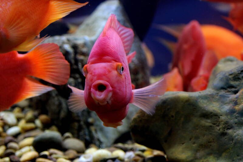 a shoal of blood parrot cichlids swimming together in aquarium