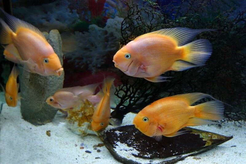 A shoal of parrot cichlids swimming in a freshwater aquarium setup with decoration
