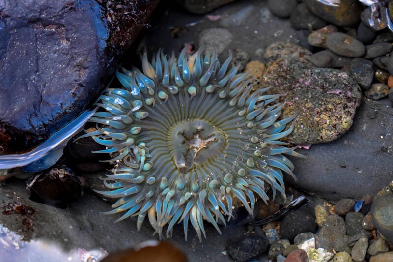 Anthopleura sola also known as starburst anemone attached to a rock