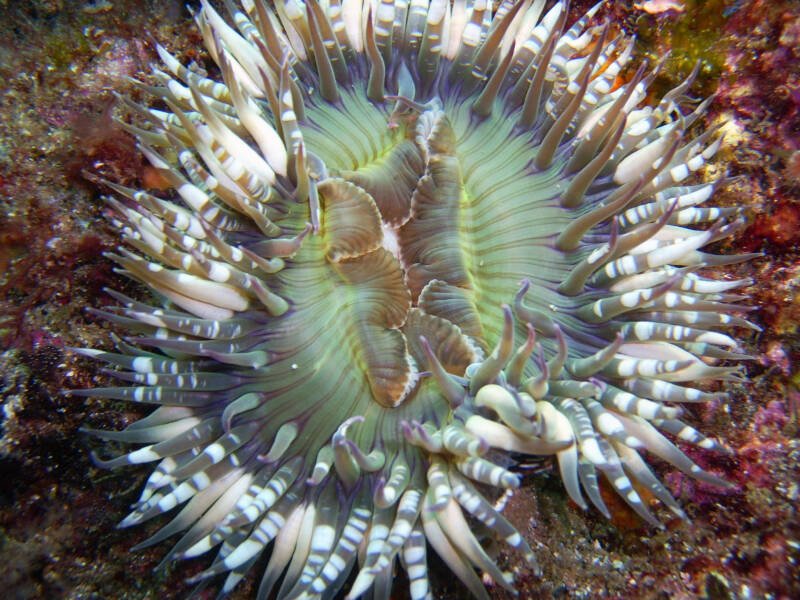 Anthopleura sola also known as starbust anemone close-up