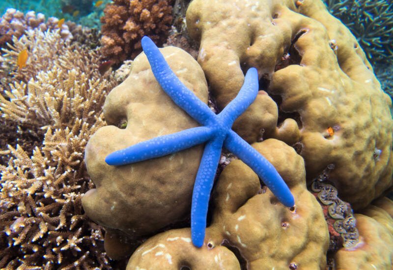 Linckia laevigata commonly known as linckia sea star on a coral reef