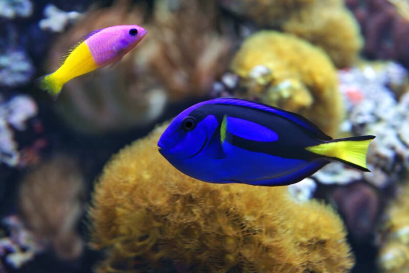 Blue tang swimming with a royal dottyback in a marine aquarium