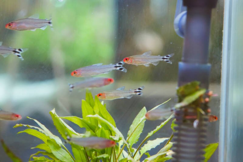 A shoal of Hemigrammus rhodostomus also known as rummy nose tetras swimming in a planted aquarium setup
