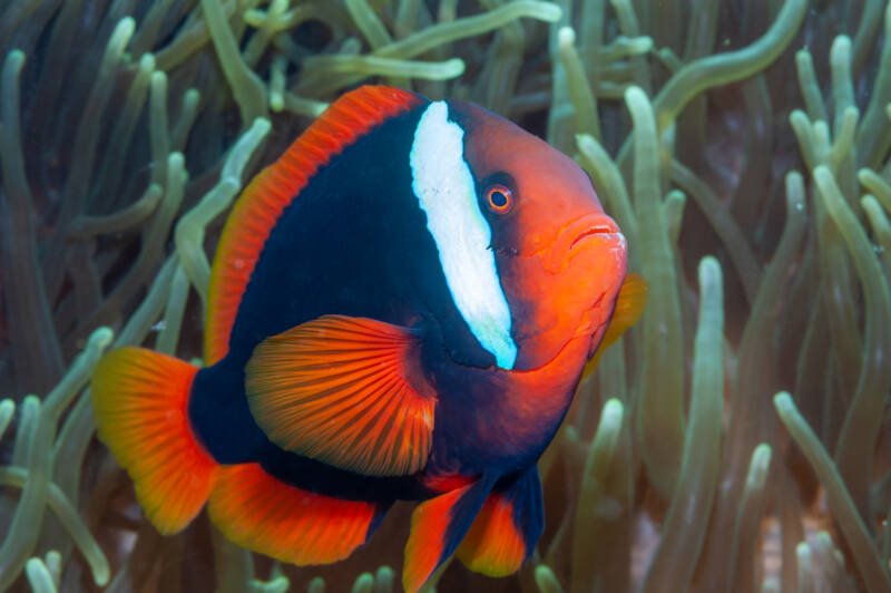 Amphiprion frenatus commonly known as tomato clownfish swimming near an anemone