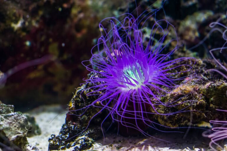 11 Types of Sea Anemones to Add Movement to the Marine Tank