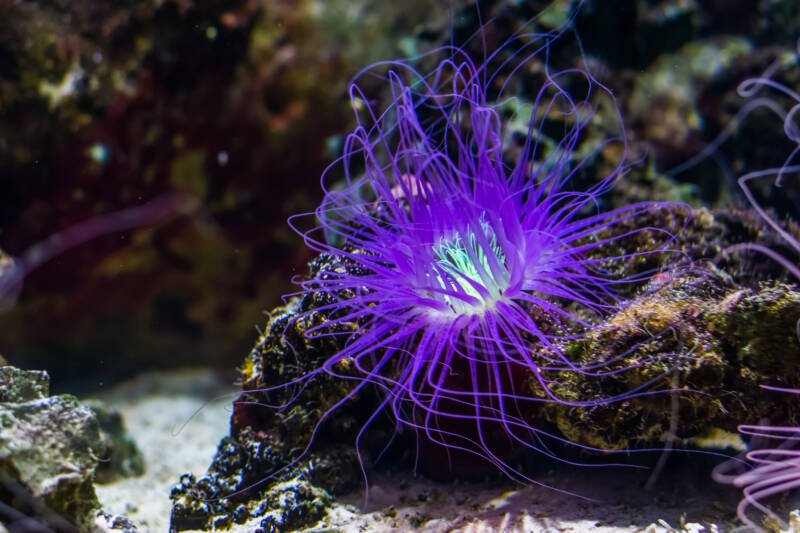 Cerianthus spp. also known as tube anemone on a live rock in a reef tank