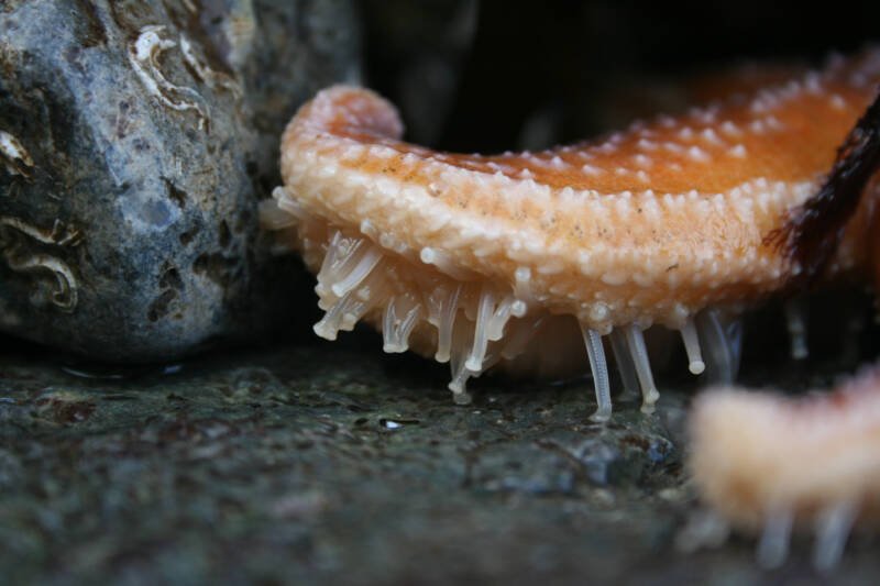 Macro shot of a tube feet of a starfish on bottom