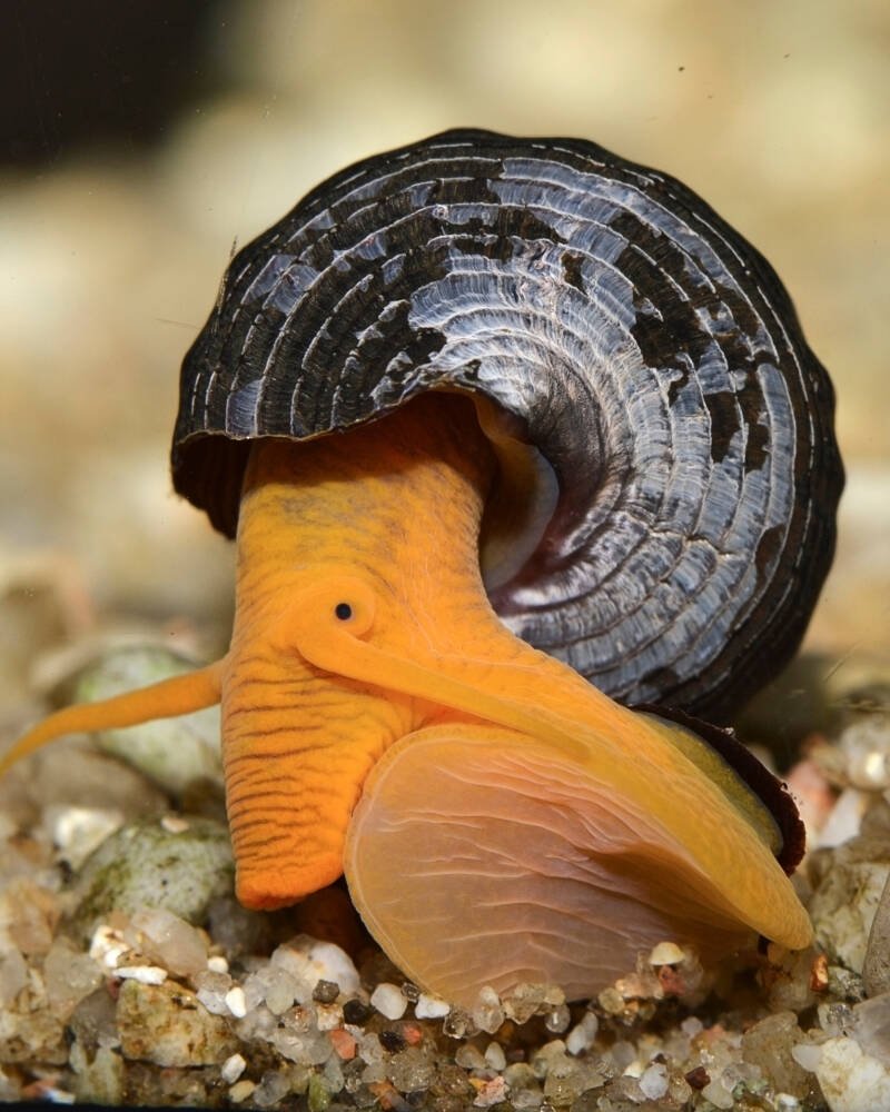 Tylomelania-zemis better known as rabbit snail close-up of its head