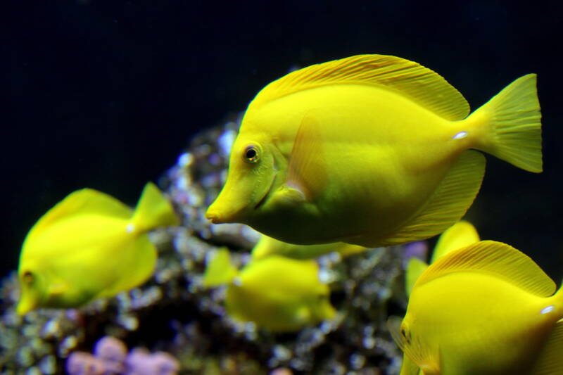 Shoal of yellow tangs in a large reef tank
