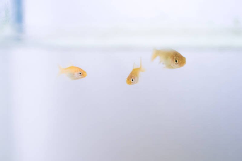 Young goldfish fry swimming freely in an aquarium