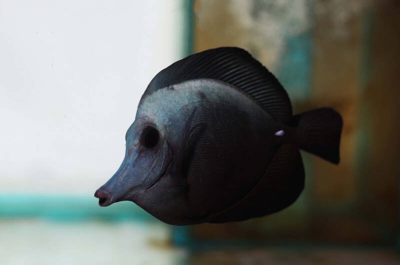 Zebrasoma rostratum commonly known as a black tang swimming in a saltwater aquarium