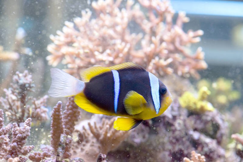 Amphiprion allardi also known as Allard's clownfish swimming in a reef tank
