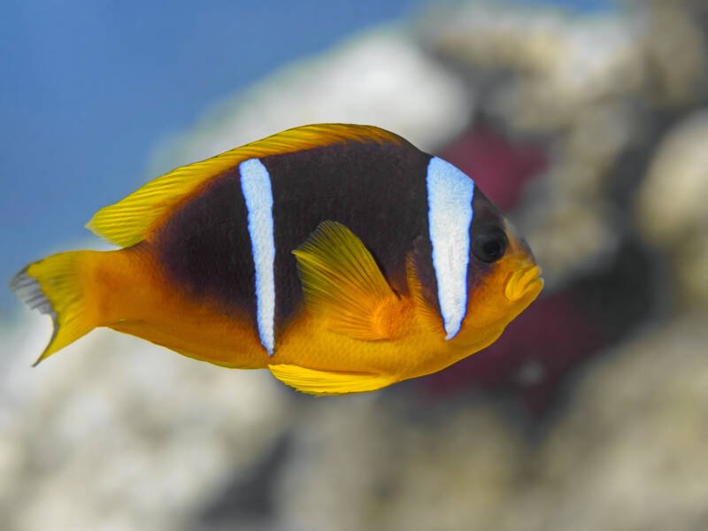 Amphiprion bicinctus commonly known as two-banded clownfish or Red Sea clownfish swimming in the Red Sea