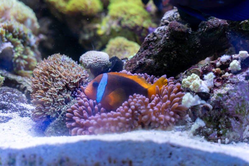 Amphiprion frenatus also known as tomato clownfish staying safe inside its anemone in a reef tank