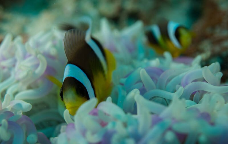 Amphiprion fuscocaudatus commonly known as Seychelles clownfish swimming inside anemone