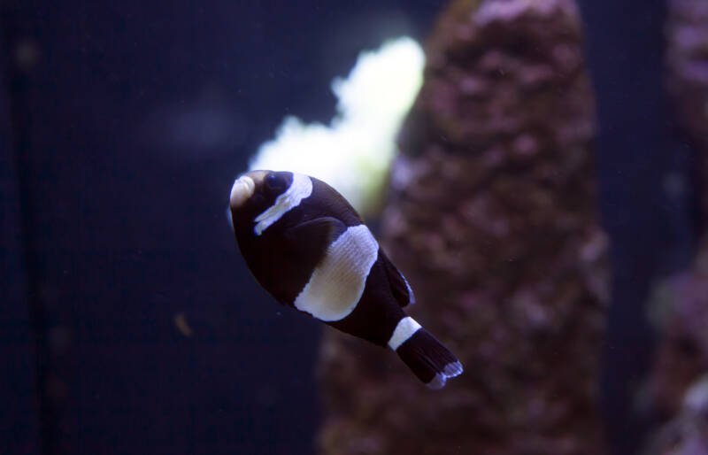 Amphiprion latezonatus also known as wideband clownfish swimming in a saltwater aquarium
