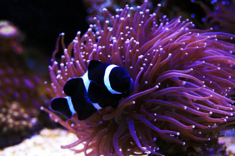 Amphiprion ocellaris black variation swimming near by anemone in a reef tank