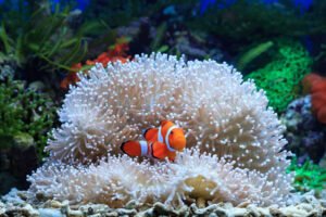 Clownfish swimming inside of an anemone