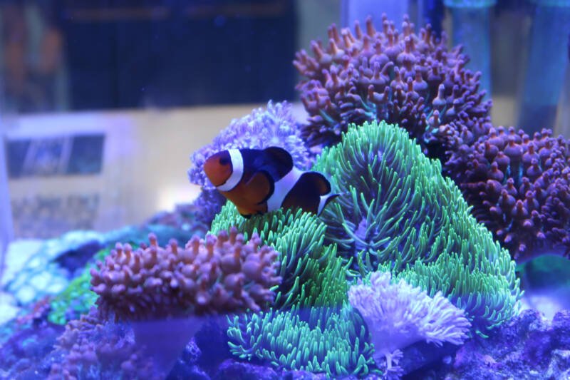 Spine-cheeked anemonefish Premnas biaculeatus, also known as the maroon clownfish in a reef tank